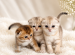 Scottish folds - Scottish Fold Kitten For Sale - Cleveland&comma; OH&comma; US