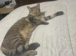 Woody - Domestic Cat For Adoption - Youngsville&comma; LA&comma; US