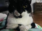 Pepper - Domestic Cat For Sale - Youngsville&comma; LA&comma; US