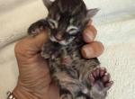 Caribbean Coons kittens - Maine Coon Kitten For Sale - Sarasota&comma; FL&comma; US