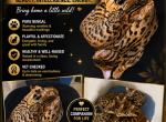 Paris - Bengal Kitten For Sale - Peoria&comma; AZ&comma; US
