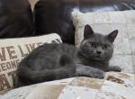 Leo - British Shorthair Cat For Sale - Royse City&comma; TX&comma; US