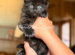 Black Maine Coon Kitten - Maine Coon Kitten For Sale - Conyers&comma; GA&comma; US