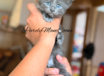 Blue Female Maine Coon Kitten - Maine Coon Kitten For Sale - Conyers&comma; GA&comma; US