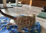 Kyndle Turquoise Collar - Bengal Kitten For Sale - Oklahoma City&comma; OK&comma; US