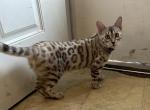 Olivine Purple Collar - Bengal Kitten For Sale - Oklahoma City&comma; OK&comma; US