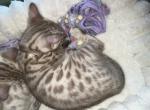Ty Brown Collar - Bengal Kitten For Sale - Oklahoma City&comma; OK&comma; US