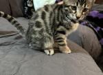 Landon Tan Collar - Bengal Kitten For Sale - Oklahoma City&comma; OK&comma; US