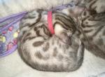 Asia Coral Collar - Bengal Kitten For Sale - Oklahoma City&comma; OK&comma; US