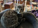 Violet Green Collar - Bengal Kitten For Sale - Oklahoma City&comma; OK&comma; US