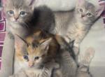 Kittens - Siamese Kitten For Sale - Dearborn Heights&comma; MI&comma; US