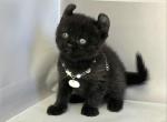 Michael - Minskin Kitten For Sale - Pembroke Pines&comma; FL&comma; US