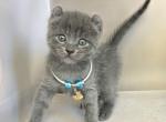 Milan - Minskin Kitten For Sale - Pembroke Pines&comma; FL&comma; US