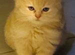 Red Cream Persian - Persian Kitten For Sale - 