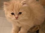 Red Cream Persian - Persian Kitten For Sale - Havre De Grace&comma; MD&comma; US