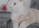 Tzvi - Maine Coon Kitten For Sale - Atlanta&comma; GA&comma; US