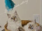 Kesaya & Kassiopeya - Siberian Kitten For Sale - Tallahassee&comma; FL&comma; US