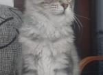 Odem - Maine Coon Kitten For Sale - 