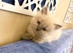 Cookie - Domestic Kitten For Sale - 