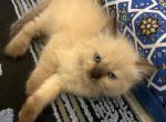 Chip - Domestic Kitten For Sale - Annandale&comma; VA&comma; US