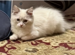 Female TICA Registered Ragdoll - Ragdoll Kitten For Sale - PA&comma; US