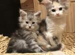 Morgan - Maine Coon Kitten For Adoption - Prospectville&comma; PA&comma; US