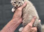 Blue Male 1 - Domestic Kitten For Adoption - Princeton&comma; MN&comma; US