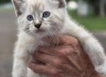 Green male 2 - Domestic Kitten For Sale - 