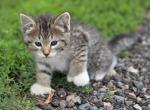 Pink female 1 - Domestic Kitten For Sale - 