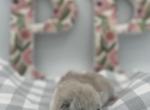 Persian - Persian Kitten For Sale - 