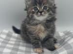 Persian x mainecoon - Persian Kitten For Sale - Bridgewater&comma; MA&comma; US