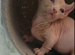 Fionna - Bambino Kitten For Sale - 
