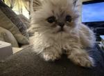Minka persians - Persian Kitten For Sale - Ellington&comma; CT&comma; US