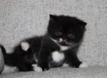 Clover - Exotic Kitten For Sale - Boiling Springs&comma; PA&comma; US