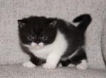 Cooper - Exotic Kitten For Sale - Boiling Springs&comma; PA&comma; US