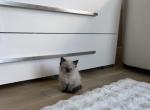 lily - Ragdoll Kitten For Sale - Barrington&comma; IL&comma; US