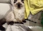 luca - Ragdoll Kitten For Sale - 
