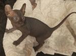 Gabe - Sphynx Kitten For Sale - 
