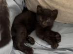 Poly Lavender of Topaz - Polydactyl Kitten For Sale - 