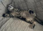 Poly Marigold of Topaz      Twin of Tiger Lily - Polydactyl Kitten For Sale - 