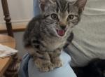 Poly Tiger Lily of Topaz        Twin of Marigold - Polydactyl Kitten For Sale - 