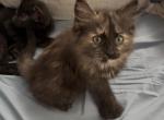 Poly Ginger of Dasha - Polydactyl Kitten For Sale - WI&comma; US