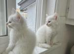 Elsa & Anna - Turkish Angora Kitten For Sale - 