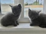 Tia & Tamera - Russian Blue Kitten For Sale - 