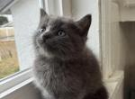 Tia - Russian Blue Kitten For Sale - West Covina&comma; CA&comma; US