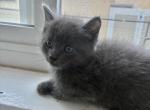 Tia & Tamera - Russian Blue Kitten For Sale - 