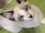 Eva's Siamese Snowshoe - Siamese Kitten For Sale - 