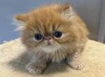 Red tabby Persian - Persian Kitten For Sale - Brooklyn&comma; NY&comma; US