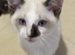 Snows Siamese Snowshoe - Siamese Kitten For Sale - Moneta&comma; VA&comma; US