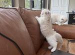 Gaston - Ragdoll Kitten For Sale - San Diego&comma; CA&comma; US